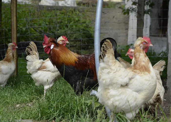 Panoramapension Lerchner 3*